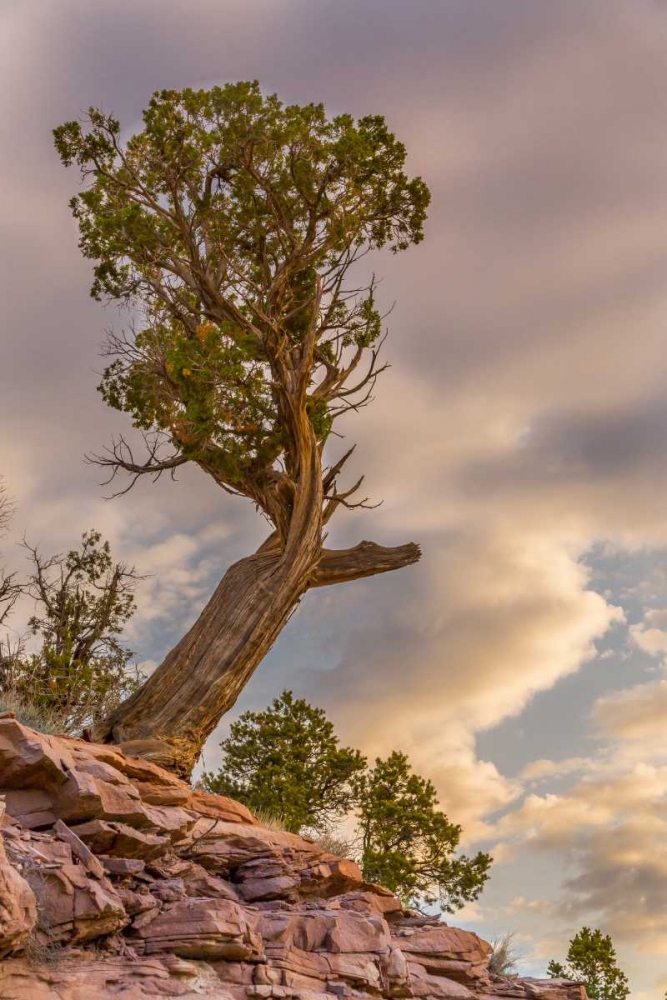 Art Print: CO, Fruita Juniper at sunrise in Colorado NM