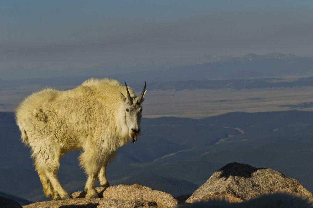 Wall Art Painting id:128770, Name: CO, Mount Evans Mountain goat, Artist: Illg, Cathy and Gordon