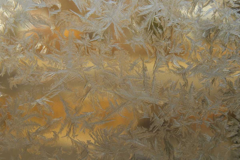 Wall Art Painting id:128785, Name: USA, Colorado Frost on window pane, Artist: Illg, Cathy and Gordon