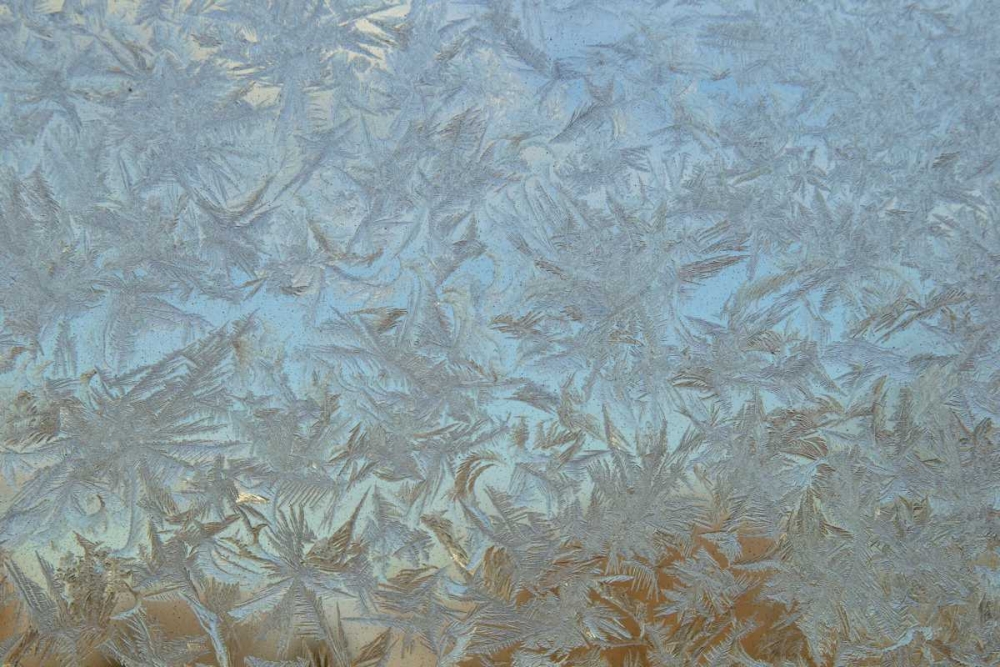 Wall Art Painting id:128786, Name: USA, Colorado Frost on window pane, Artist: Illg, Cathy and Gordon