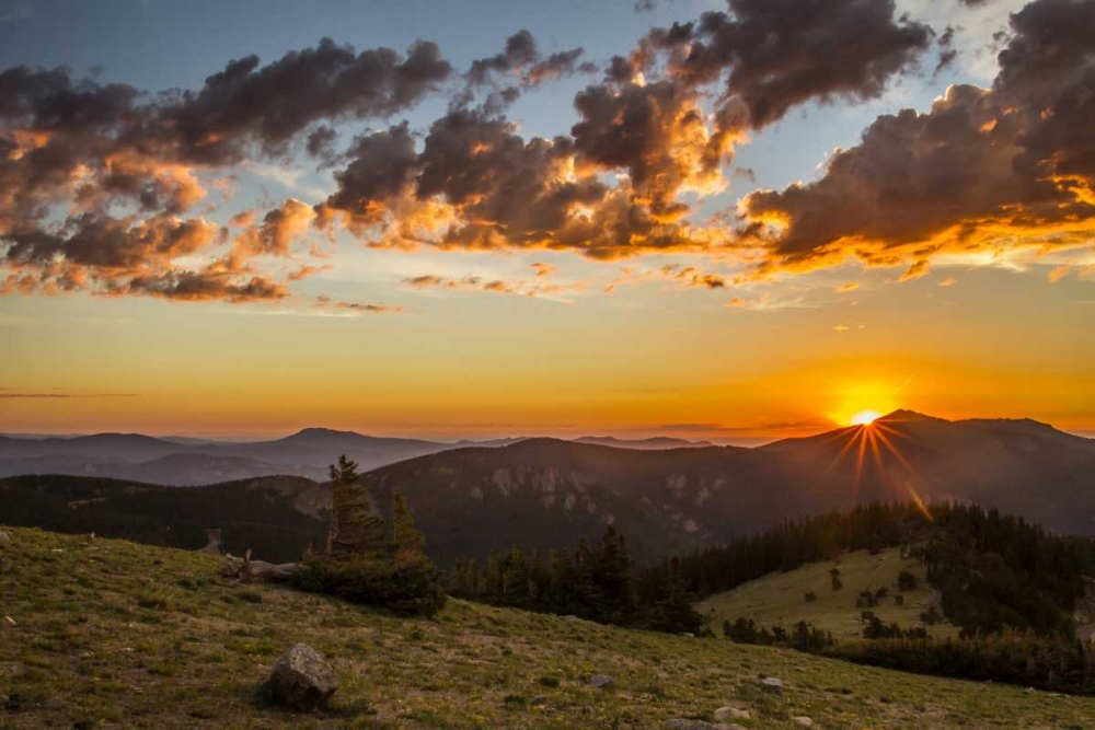 Wall art: CO, Mt Evans Bristlecone pines and clouds, by Illg, Cathy and Gordon