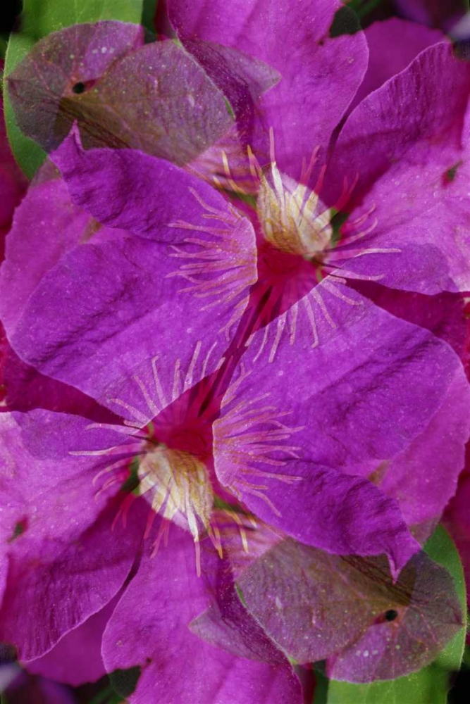 Art Print: USA, Colorado, Boulder Clematis flower montage
