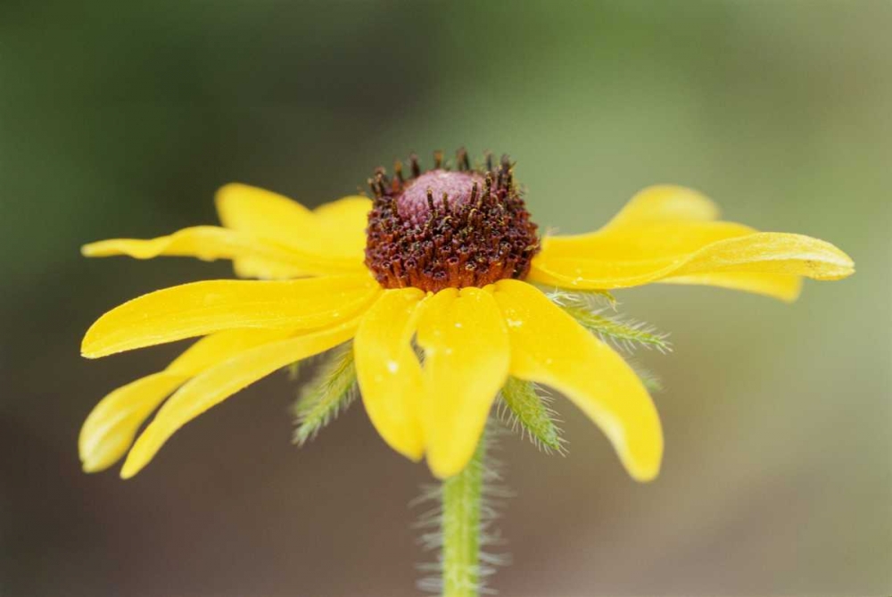 Art Print: USA, Colorado, Boulder Sunflower close-up