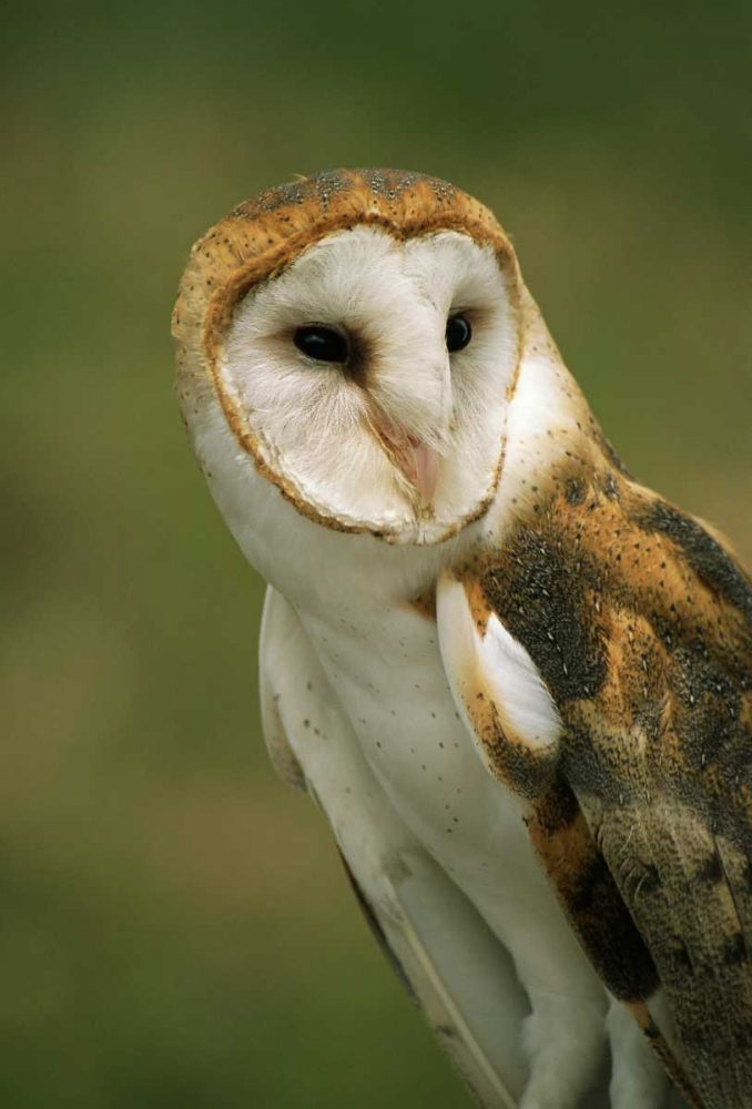 Art Print: CO, Broomfield Portrait of a Barn owl