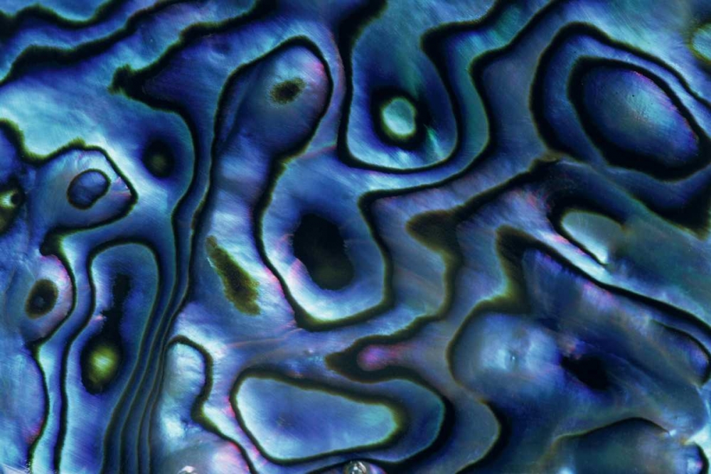 Art Print: USA, Colorado, Lafayette Abalone shell close-up
