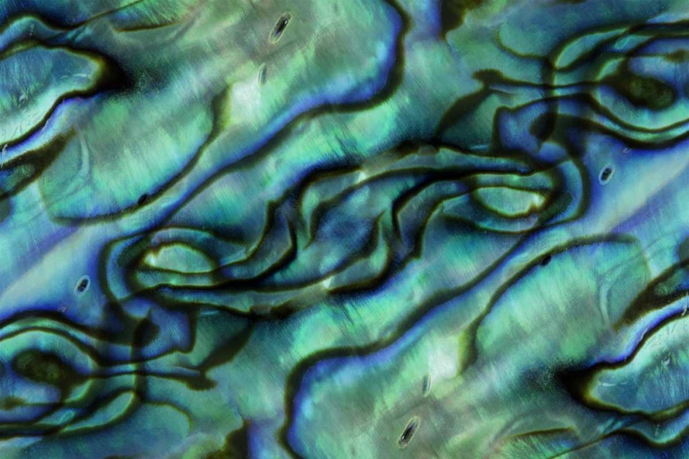 Art Print: USA, Colorado, Lafayette Abalone shell montage