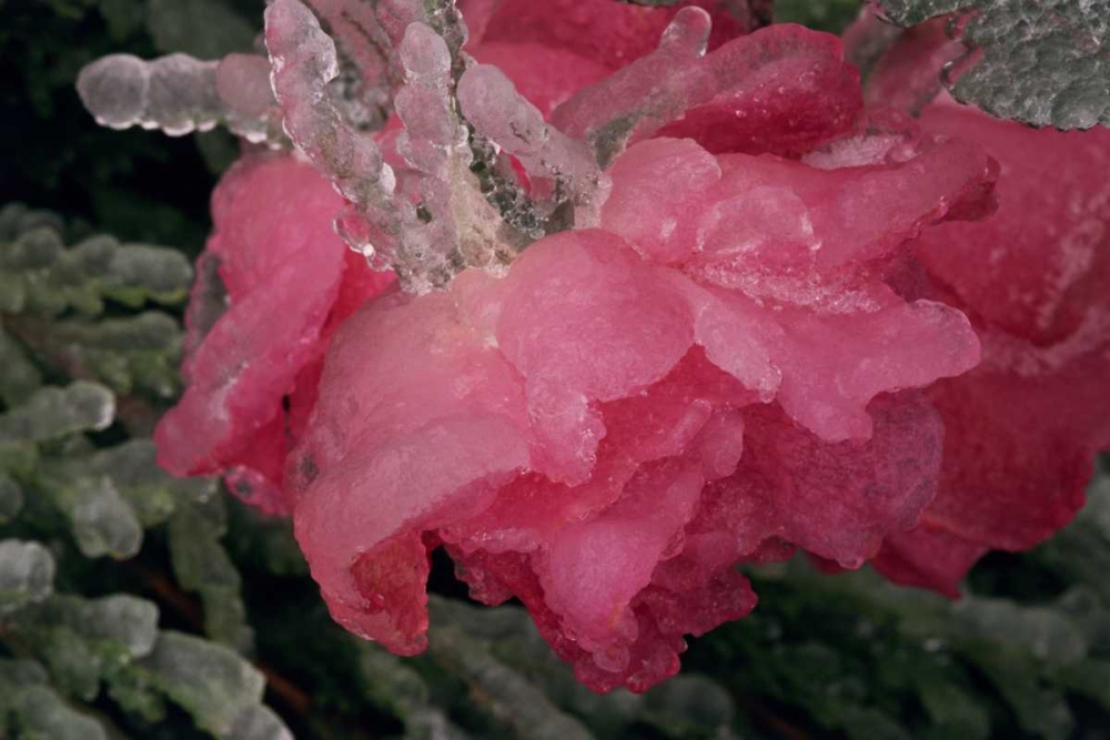 Art Print: USA, Colorado, Lafayette Ice on pink rose
