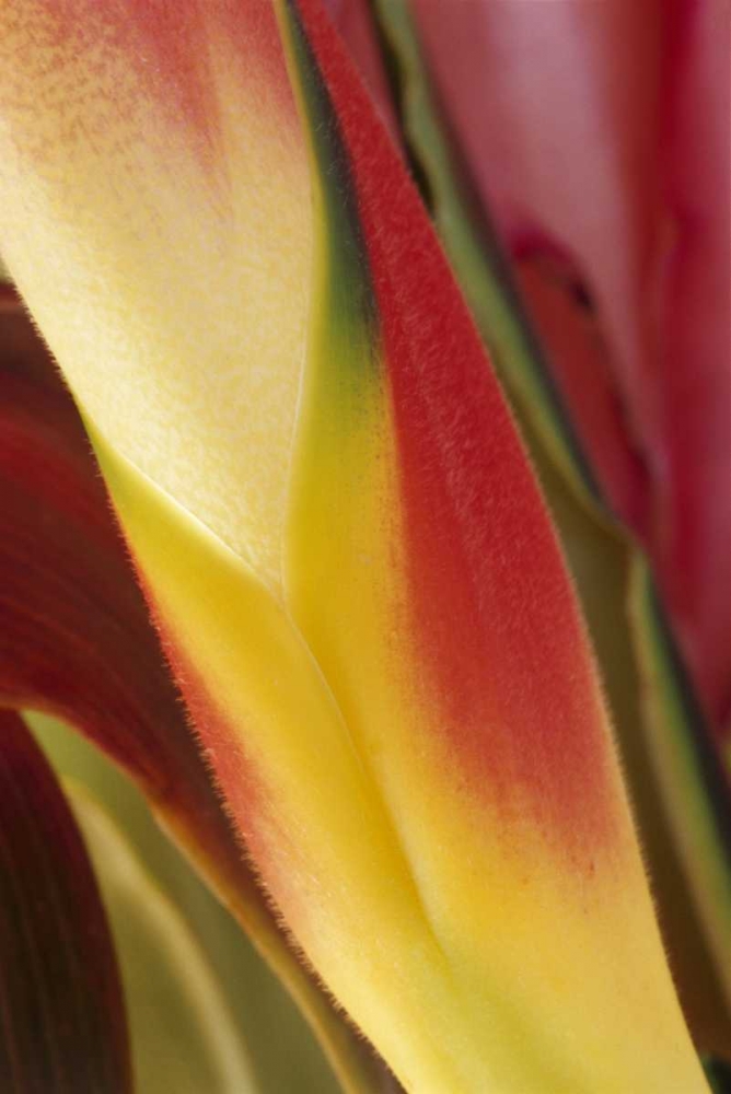 Art Print: USA, Colorado, Lafayette, heliconia close-up