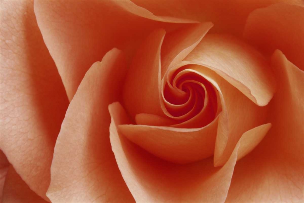 Art Print: USA, Colorado, Lafayette Peach rose close-up