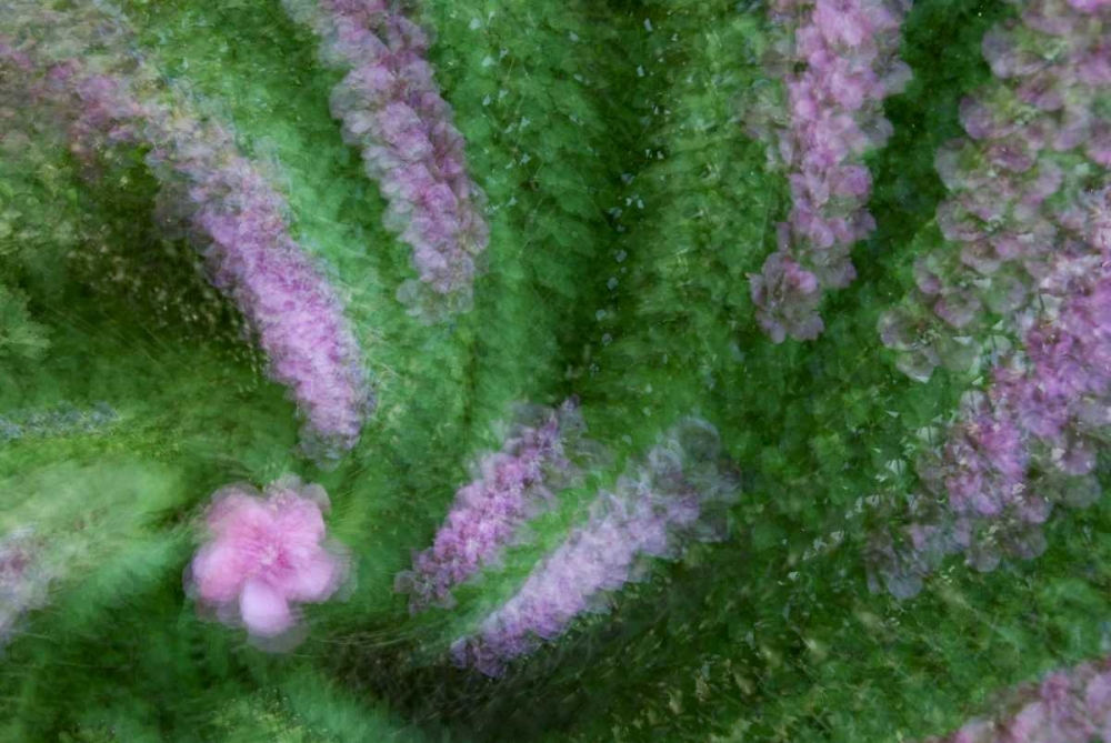 Art Print: USA, Colorado, Lafayette Rose of Sharon montage