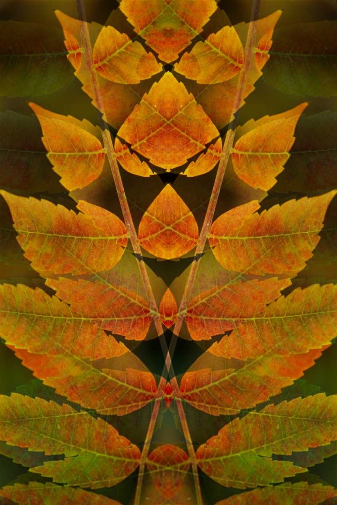 Art Print: USA, Colorado, Lafayette Autumn sumac montage