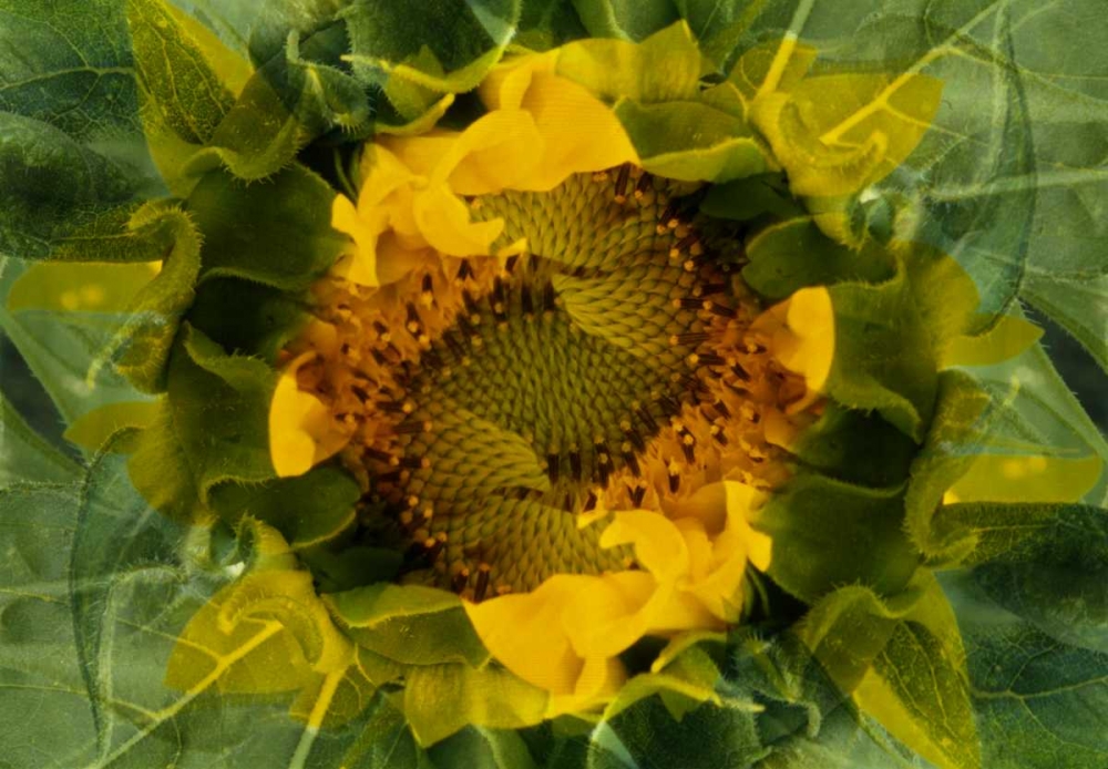 Art Print: USA, Colorado, Lafayette Sunflower montage