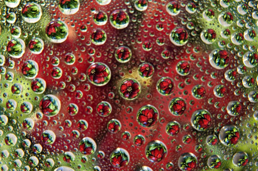 Art Print: Colorado, Lafayette Abstract Water bubbles