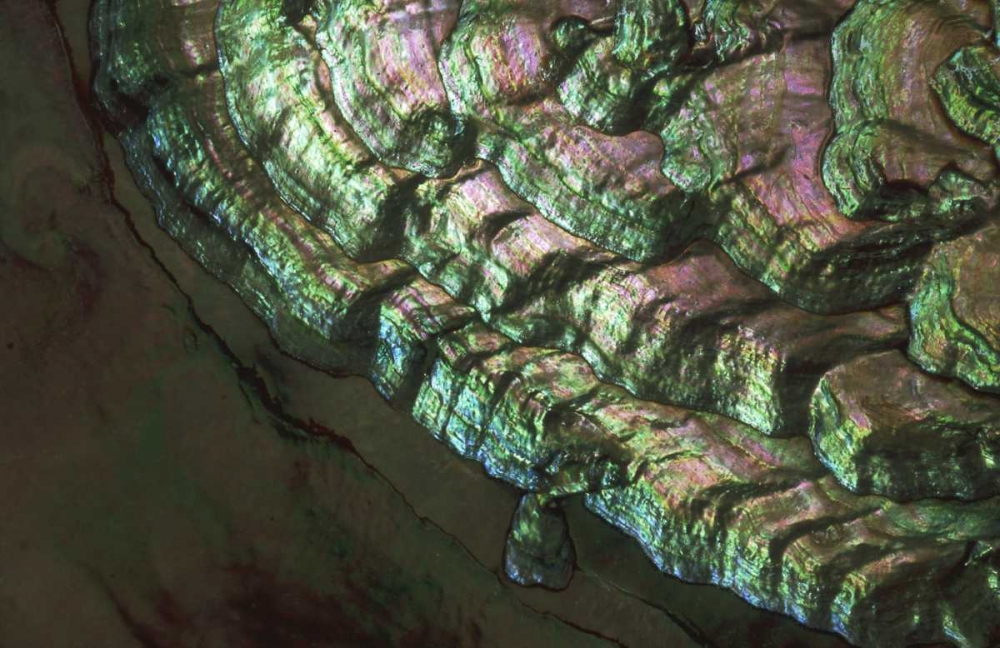 Art Print: USA, Colorado, Lafayette Abalone shell close-up