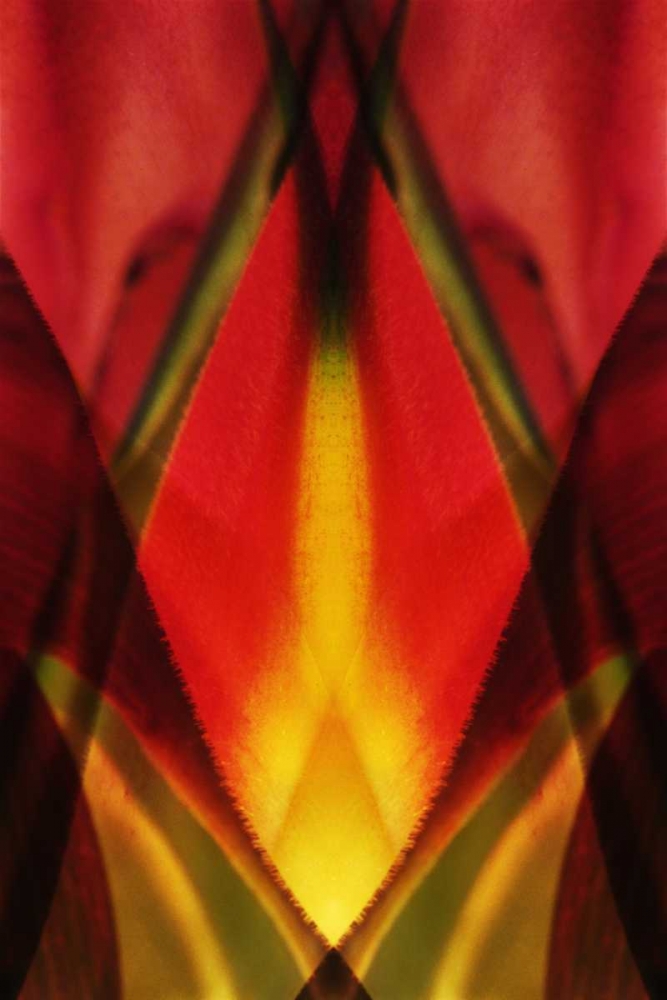 Art Print: USA, Colorado, Lafayette Heliconia plant montage
