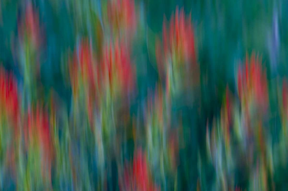 Art Print: USA, Colorado, Crested Butte Flower abstract