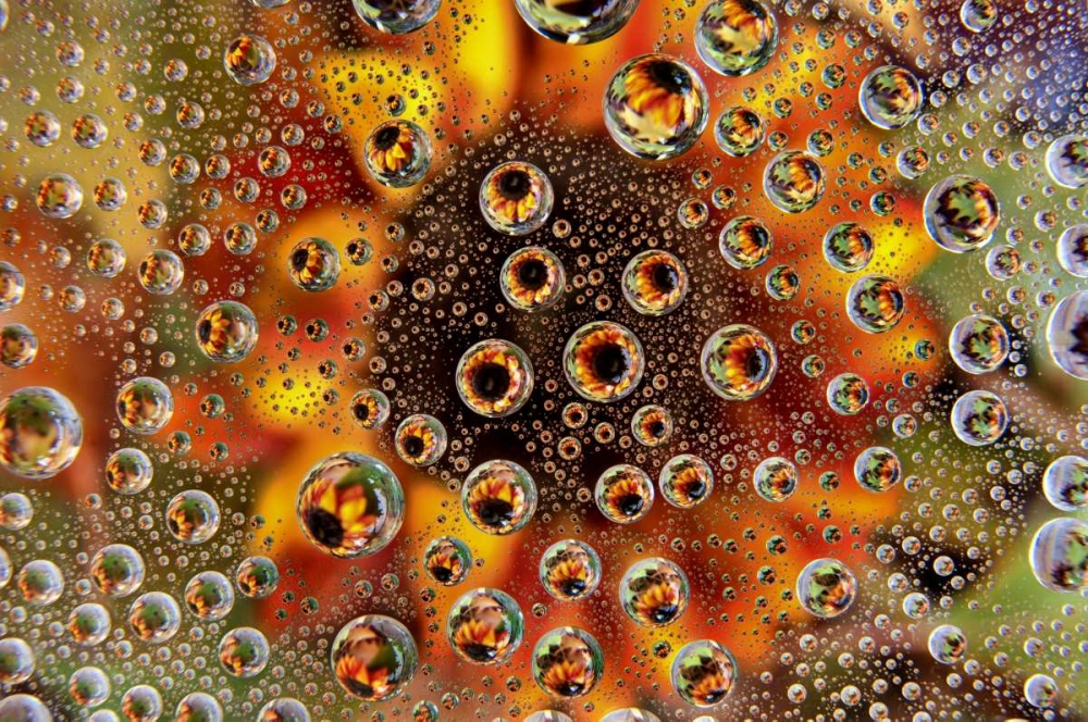 Art Print: CO, Lafayette Water bubbles on glass table top