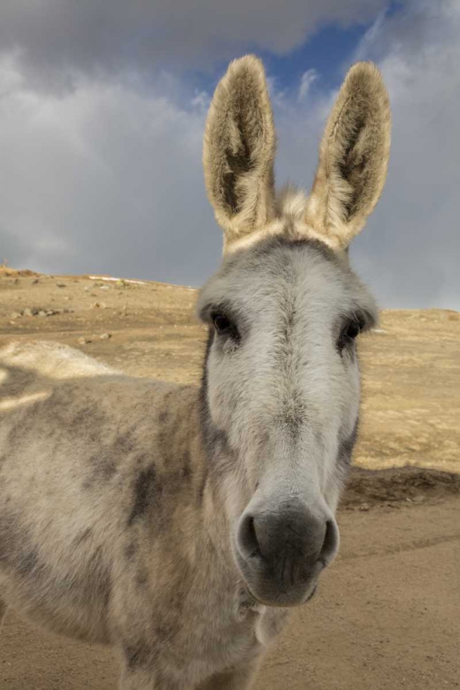 Art Print: USA, Colorado, South Park Close-up of wild burro