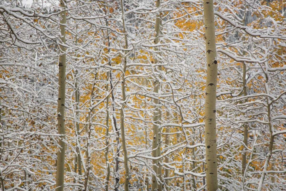 Art Print: Colorado, San Juan Mountains Snow on aspen trees