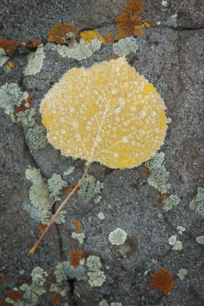 Art Print: Colorado, Uncompahgre NF Rindrops on aspen leaf