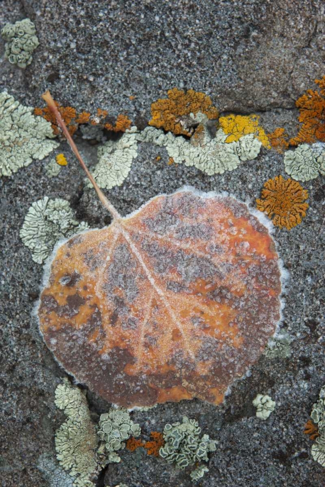 Art Print: Colorado, Uncompahgre NF Rindrops on aspen leaf