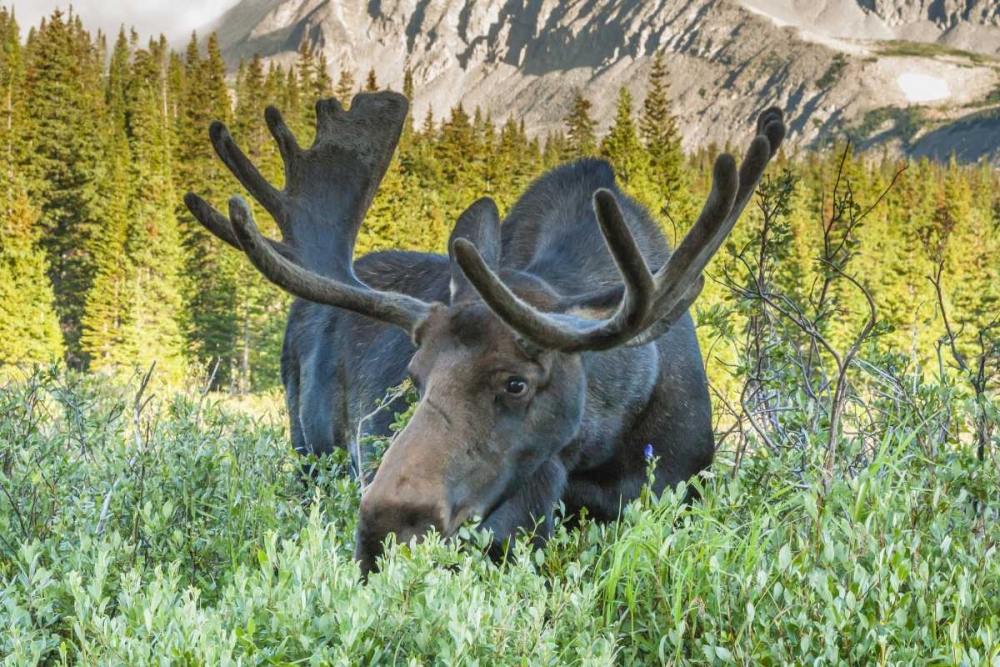 Art Print: Colorado, Arapaho NF Male moose grazing on bush
