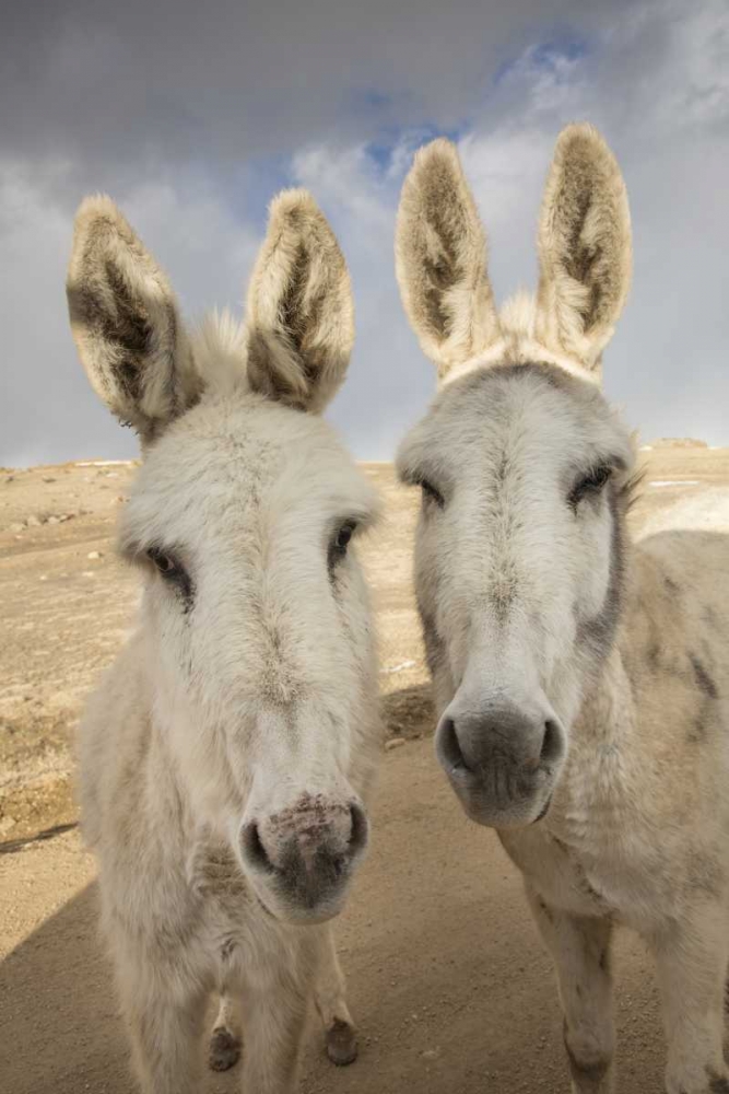 Art Print: Colorado, South Park Close-up of wild burros