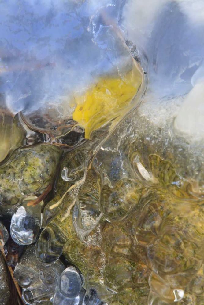 Art Print: Colorado, Pike NF Frozen aspen leaf on rock