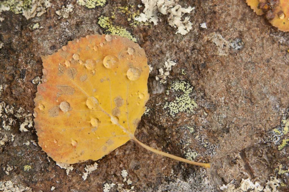 Art Print: CO, Gunnison NF Aspen leaf and lichen on rock