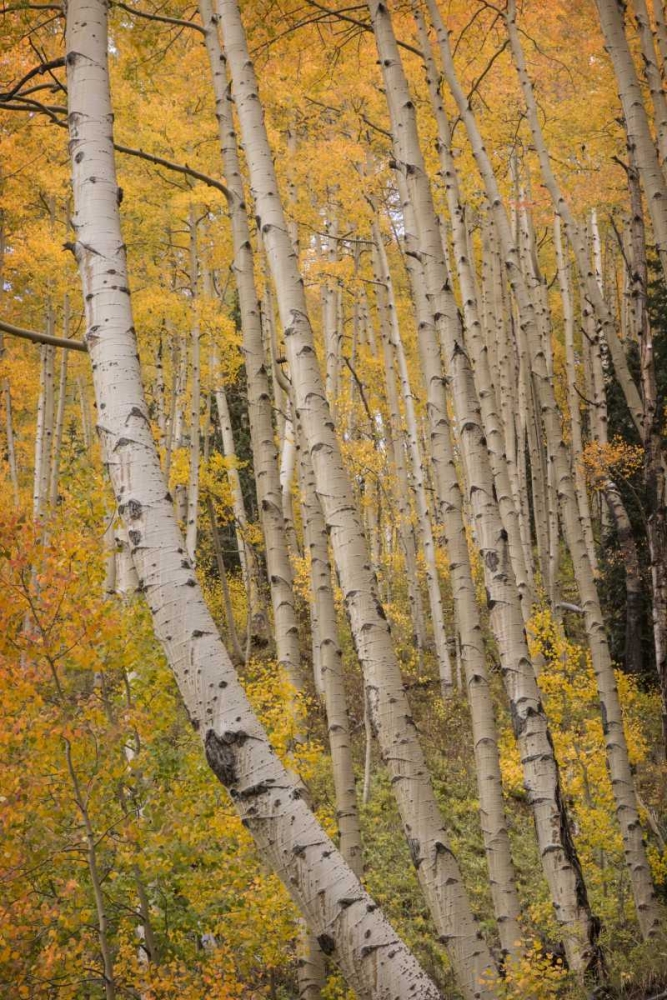 Art Print: Colorado, San Juan NF Autumn-colored aspen trees