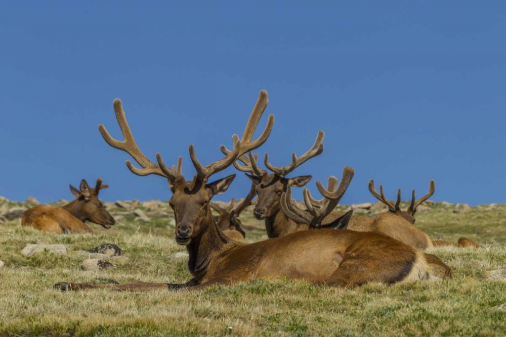 Art Print: Colorado, Rocky Mountain NP Bull elks resting