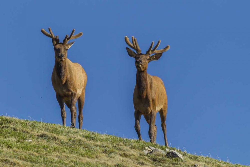 Art Print: Colorado, Rocky Mountain NP Bull elks on ridge
