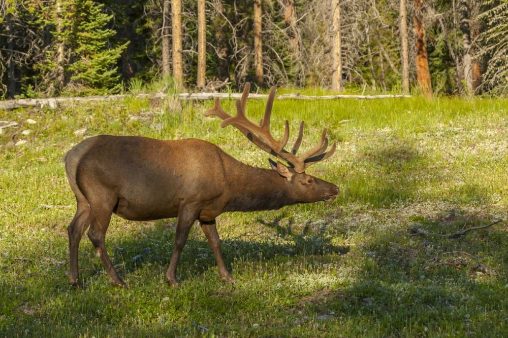Art Print: Colorado, Rocky Mountain NP Bull elk in field