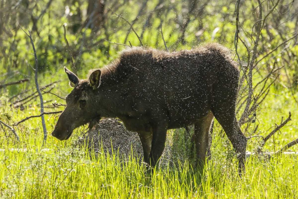 Art Print: Colorado, Rocky Mts Moose shaking off water