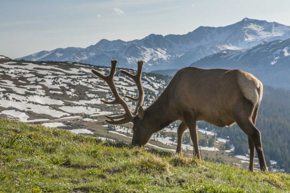 Art Print: Colorado, Rocky Mountain NP Bull elk grazing