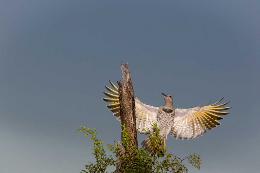 Art Print: AZ, Buckeye Gilded flicker on cholla skeleton