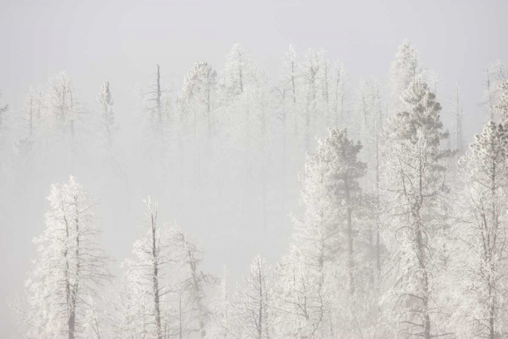 Art Print: Colorado, Pike NF Trees with hoarfrost in fog