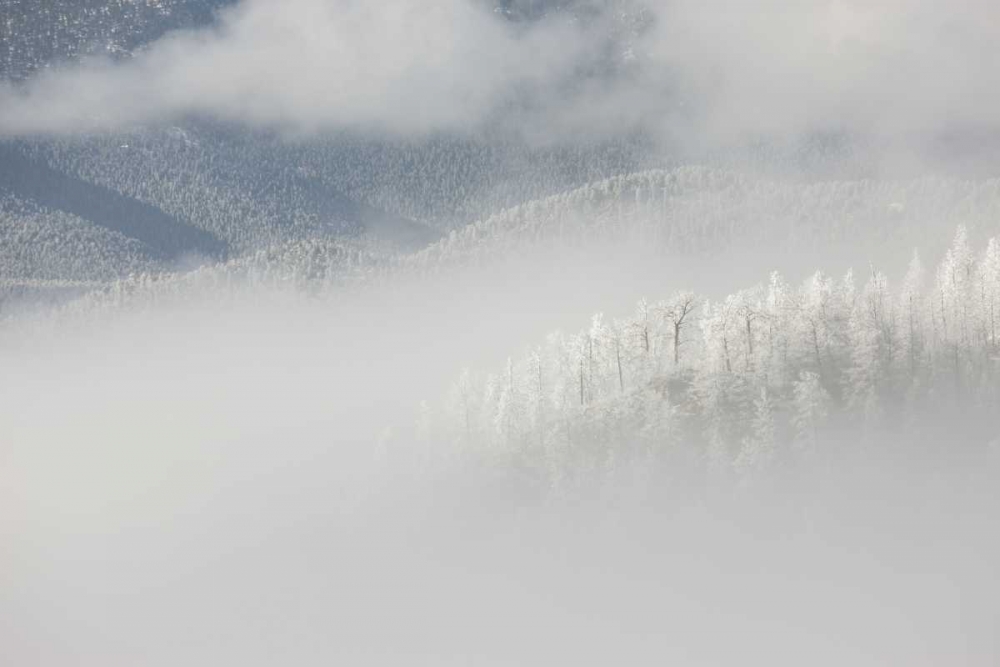Art Print: Colorado, Pike NF Trees with hoarfrost in fog