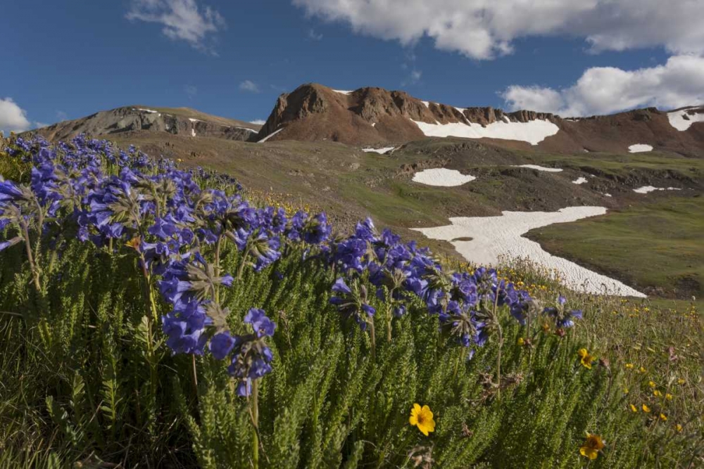 Art Print: Colorado, San Juan Mts Flowers on Cinnamon Pass