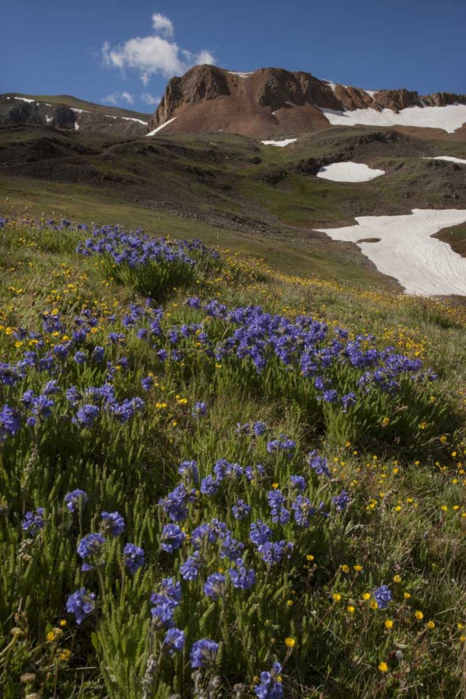 Art Print: Colorado, San Juan Mts Flowers on Cinnamon Pass
