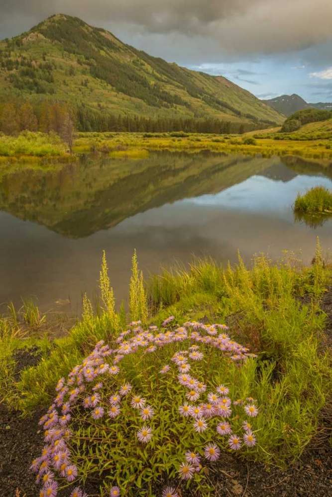 Art Print: CO, Gunnison NF Asters and pond
