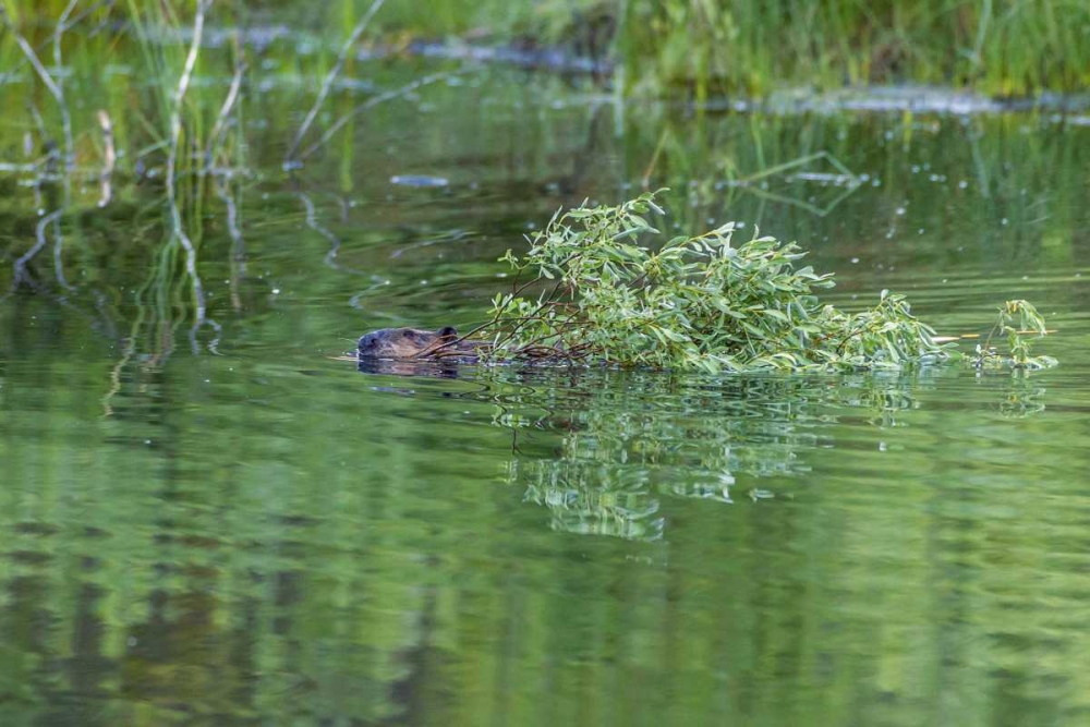 Art Print: CO, Gunnison NF Wild beaver with willow limbs