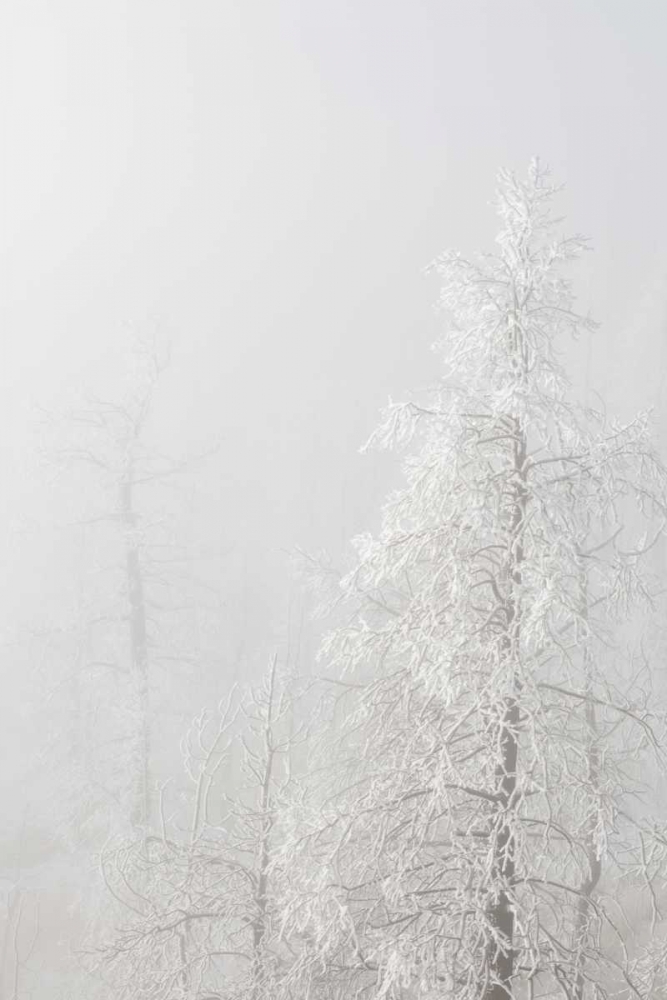 Art Print: Colorado, Pike NF Trees with hoarfrost in fog
