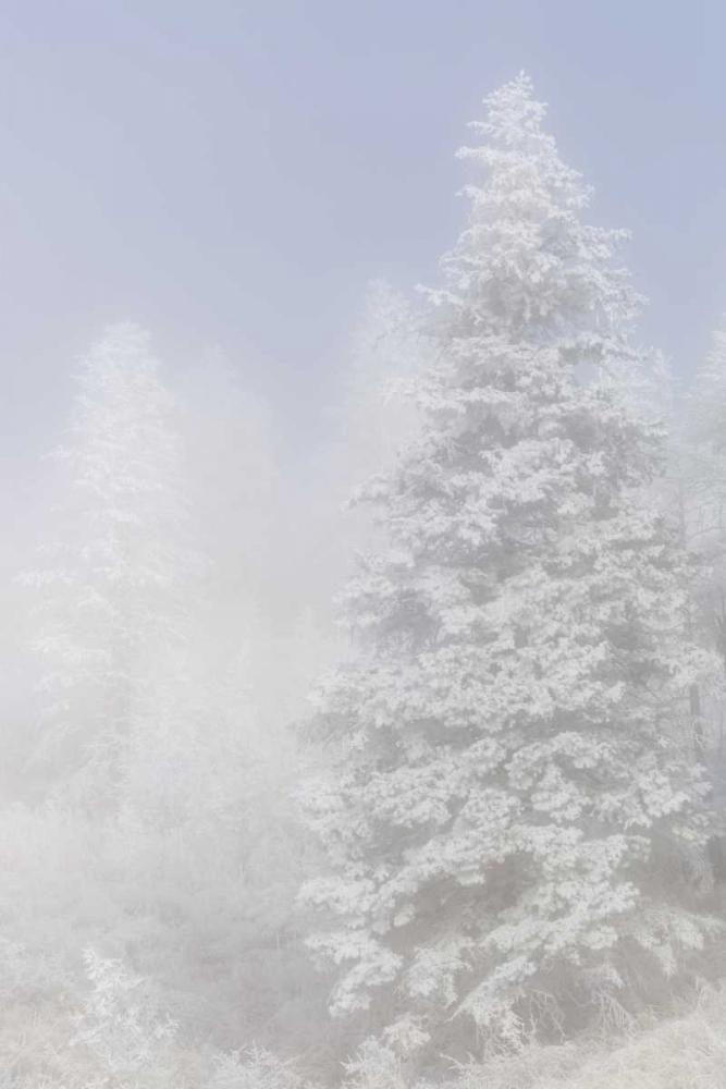Art Print: Colorado, Pike NF Trees with hoarfrost in fog