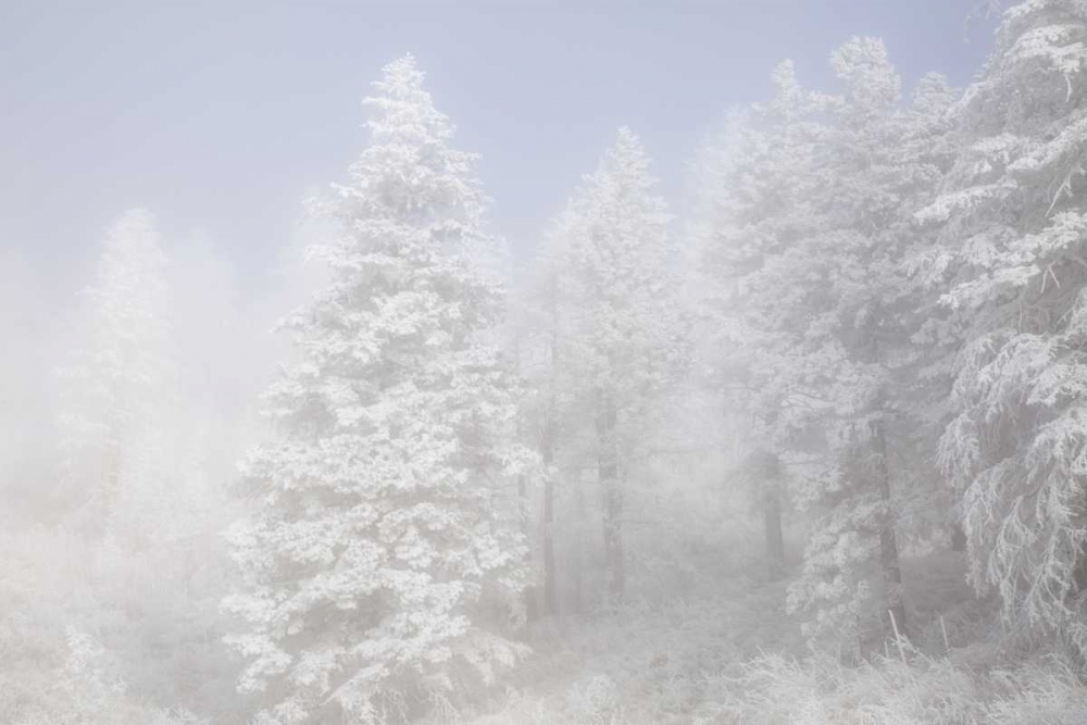 Art Print: Colorado, Pike NF Trees with hoarfrost in fog