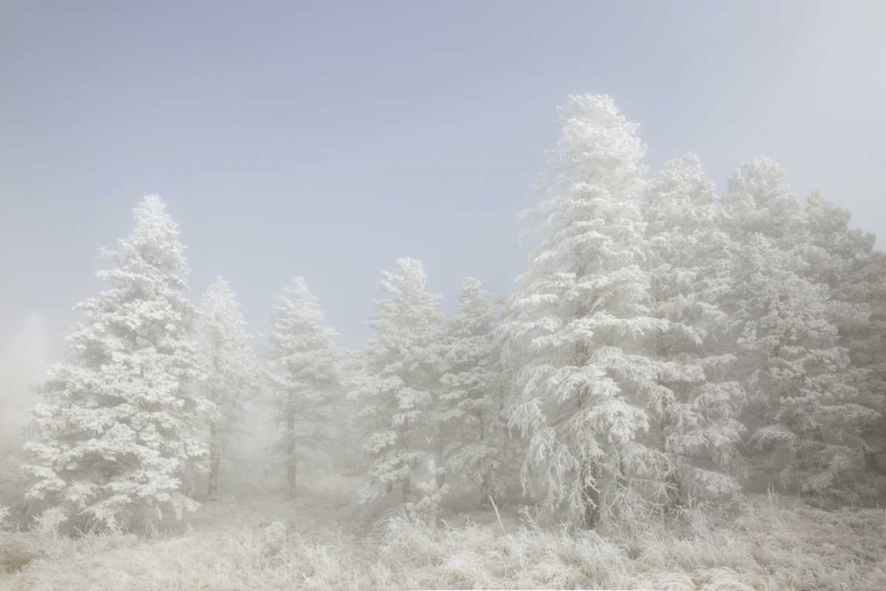 Art Print: Colorado, Pike NF Trees with hoarfrost in fog