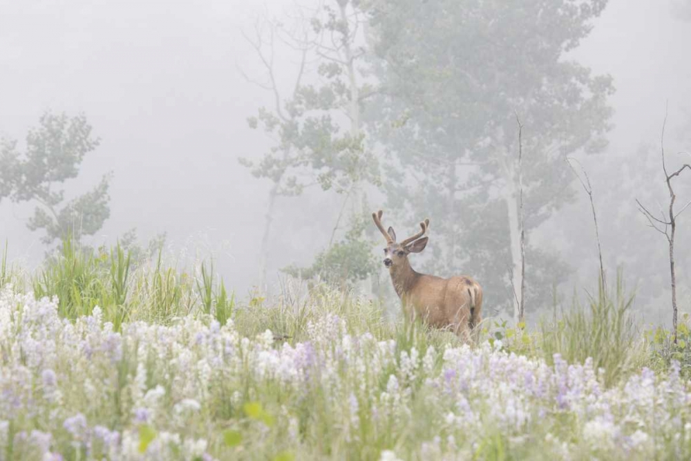 Art Print: Colorado, Pike NF A mule deer in foggy meadow