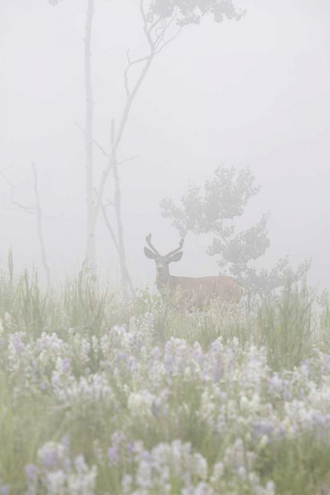 Art Print: Colorado, Pike NF A mule deer in foggy meadow