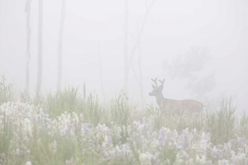 Art Print: Colorado, Pike NF A mule deer in foggy meadow
