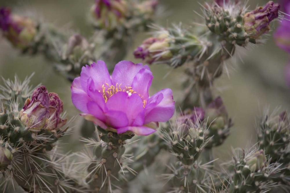 Art Print: USA, Colorado Tree cholla cactus in bloom